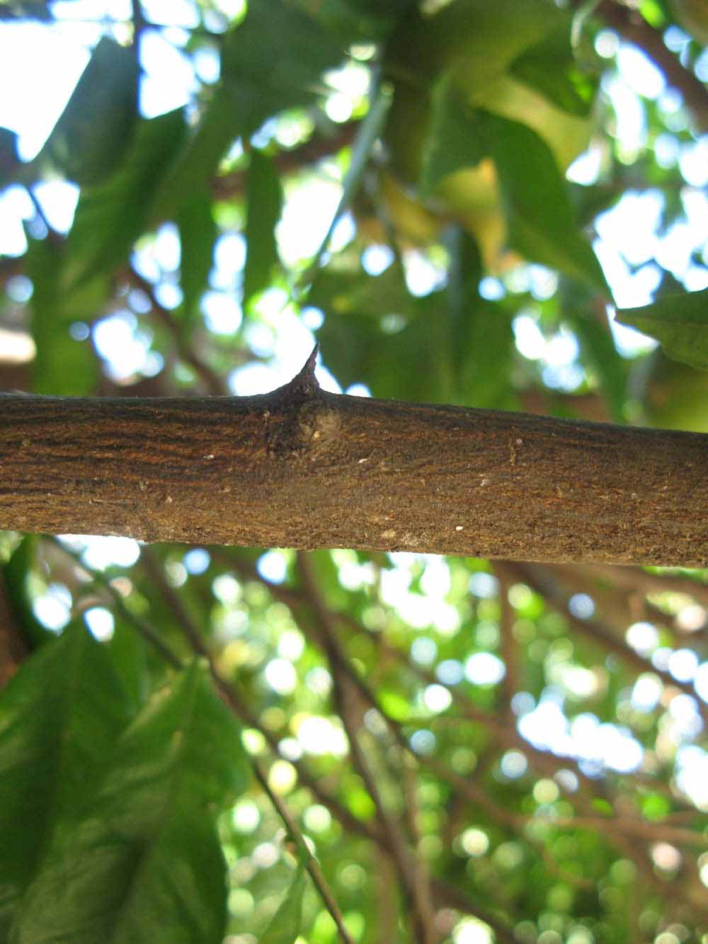              Second - third year twig (Winter Haven, FL)       